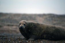 image of harbor_seal #30