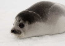 image of harbor_seal #22