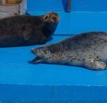 image of harbor_seal #32