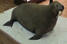 image of harbor_seal #7
