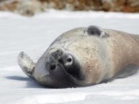 image of harbor_seal #1