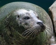 image of harbor_seal #18
