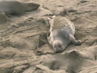 image of harbor_seal #8