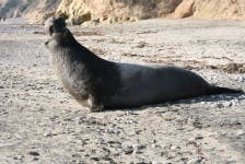 image of harbor_seal #21