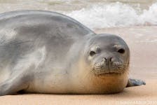 image of harbor_seal #25