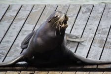image of harbor_seal #20