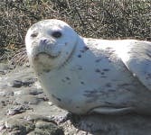 image of harbor_seal #5