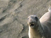 image of harbor_seal #28