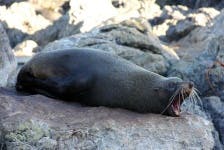 image of harbor_seal #10