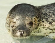 image of harbor_seal #2