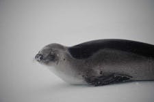 image of harbor_seal #17